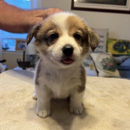 Lime Green Collar - Red female Pembroke Welsh Corgi puppy in Saylorsburg, Pennsylvania from Dunnideer Farm