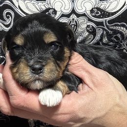 Female 1 - Black and tan female Havanese puppy in Congerville, Illinois from Happy Go Lucky Havanese