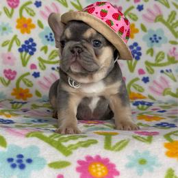 Riley - Tricolors female French Bulldog puppy in Sterling Heights, Michigan from Freshwater Frenchies