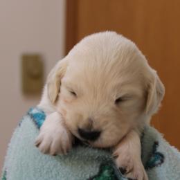 Boy1 - Light golden male Golden Retriever puppy in Chehalis, Washington from Tradition Golden Retrievers