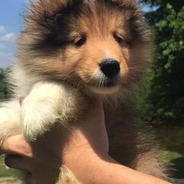 Shetland Sheepdog Puppies from NorthAcre Shelties