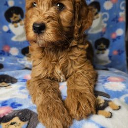 Australian Labradoodle Puppies from Doodle Creek NC Labradoodles