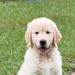 Ms Orange - Pumpkin - Golden female Golden Retriever puppy in Umatilla, Florida from AT Marvelous Kennels (AKA AT Marvelous Pet Services)