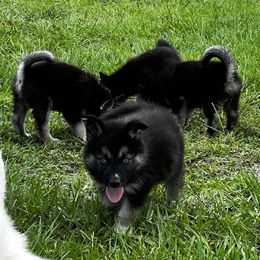 Siberian Husky Puppies from Hargaden Huskies