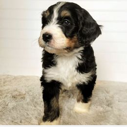 Bernedoodle, Goldendoodle, Poodle, and Sheepadoodle Puppies from Kerr Kanine Ranch
