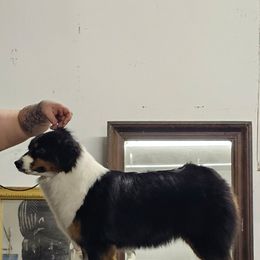 Maybel - Miniature American Shepherd