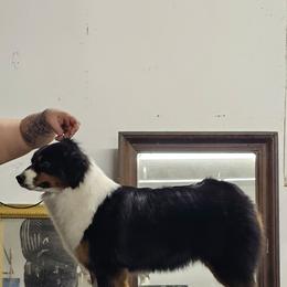 Maybel - Miniature American Shepherd