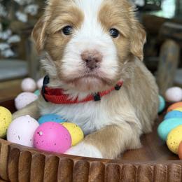 Bella - Red - Brown and white female Bernedoodle puppy in Yuciapa, California from AlltheDoodlez_
