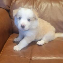 Butter - Gold female Border Collie puppy in Caledonia, Michigan from Magnolia Acres