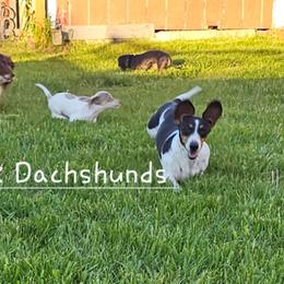 Millie - Dachshund