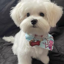 Max - Maltese