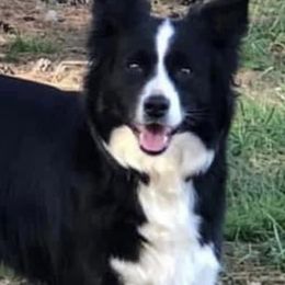 Australian Shepherds from The Regal Puppy