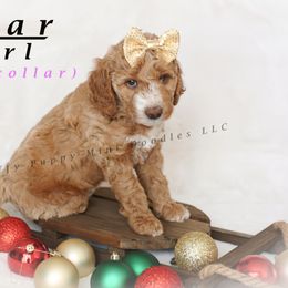 Star (Pink Collar) - Goldendoodle puppy from Fluffy Puppy Mini Doodles LLC