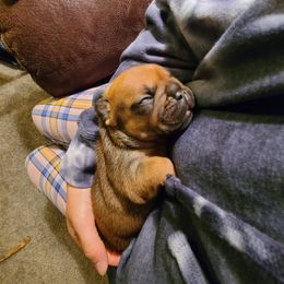 French Bulldog Puppies from Spindle City Frenchies
