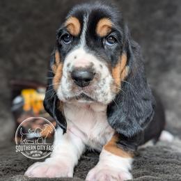 Riesen - Black brown and white male Basset Hound puppy in Talbotton, Georgia from Southern City Bassets