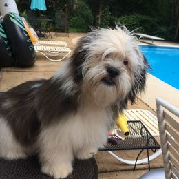Teddy - Lhasa Apso