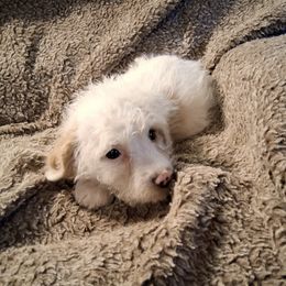 Snowdrop - female Beagle puppy in Laton, California from McMillan Family Kennels