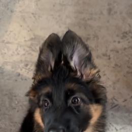 German Shepherd All Grown Up from Mächtiger Barkerheim German Shepherds