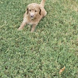 Goldendoodle Puppies from Goldendoodle’s Love
