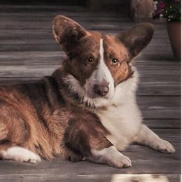Cardigan Welsh Corgis and Pembroke Welsh Corgis from Haggard Family Corgis