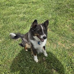 Ruger - Miniature Australian Shepherd