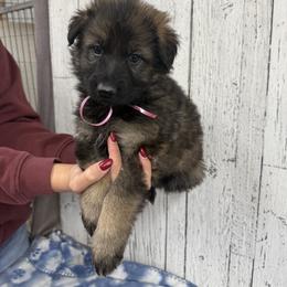 Light pink - Sable female German Shepherd puppy in Herrick, South Dakota from Dakota Shepherds Kennels