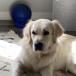 Brinley - Golden Retriever