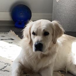 Brinley - Golden Retriever