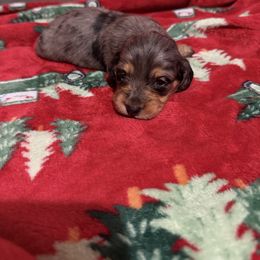 Puppy 1 - Dapple male Dachshund puppy in Martinsville, Virginia from Rea's Doxies