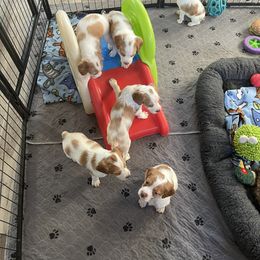 Brittany Puppies from Beaupre Gun Dogs