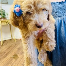 Aussiedoodle, Poodle, and Saint Berdoodle Puppies from Remington Kennels, LLC