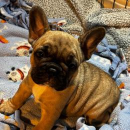 Cora - Fawn female French Bulldog puppy in Neenah, Wisconsin from Mimosa Acres French Bulldogs LLC