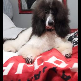 Cruella - Goldendoodle