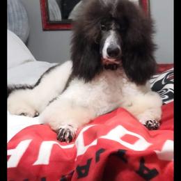 Cruella - Goldendoodle