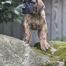 Legend - Brindle male Great Dane puppy in Cadillac, Michigan from Garrow Danes House of Blues