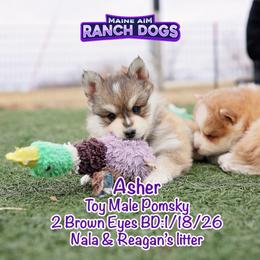 Asher - Wolf sable male Pomsky puppy in Humeston, Iowa from M.A.R. Dogs