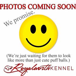 Charlie - Cream male Dachshund puppy in Inverness, Florida from Royalworth Kennel