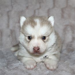 Caramel - Red and white male Pomsky puppy in Stockton, Utah from Mischa Nelson