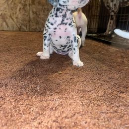 Dalmatian Puppies from The Exquisite Dalmatians