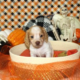 Myers - Piebald male Dachshund puppy in Corbin, Kentucky from White River Valley Kennel