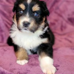 Max - Black tri-color Australian Shepherd puppy in Glendale, Arizona from Kerr Aussies