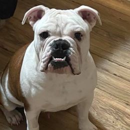Bulldogs from Shelby's English Bulldogs