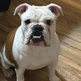 Bulldogs from Shelby's English Bulldogs