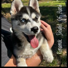 Runamok Sleight Of Hand - Hustle - Black and white female Pomsky puppy in St. Maries, Idaho from Runamok Farm