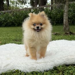 Pomeranian puppies from Puppies Forever 💙❤️🐶