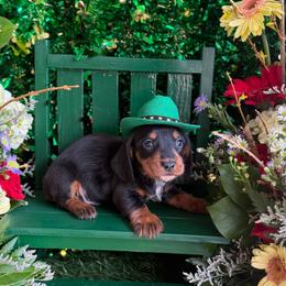 Blackie - Black and tan male Dachshund puppy in Wills Point, Texas from Duck Creek Farm
