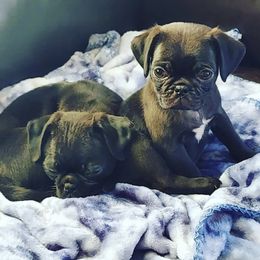 French Bulldog and Pug Puppies from AZPUGFRENCHIECONNECTION