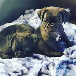 French Bulldog and Pug Puppies from AZPUGFRENCHIECONNECTION