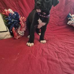 Tempest - Black female American Staffordshire Terrier puppy in Manton, Michigan from Freedom Amstaffs Legacies