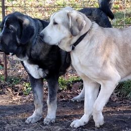 Spanish Mastiffs from Manzinita Farm Spanish Mastiffs